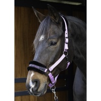 Harry's Horse Halster Lyrics Quotes fuchsia- shetland Harry's Horse Halster Lyrics Quotes fuchsia- shetland