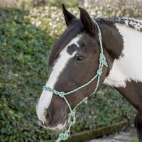 Harry's Horse Touwhalster roze- cob