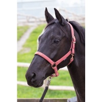 Harry's Horse Halster Bit roze- full