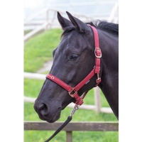 Harry's Horse Halster Bit bordeaux- full