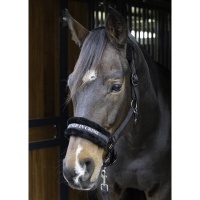 Harry's Horse Halster Lyrics Quotes lila- shetland Harry's Horse Halster Lyrics Quotes lila- shetland