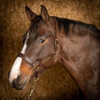 Harry's Horse Halster Leder Anatomic bruin- cob