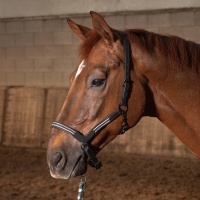 Harry's Horse Halster Leder Flash bruin- cob Harry's Horse Halster Leder Flash bruin- cob