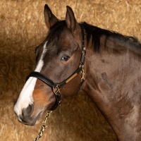 Harry's Horse Halster Leder Anatomic zwart- cob