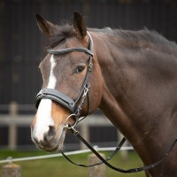 Harry's Horse Kaptoom hoofdstel Leder Comfort zwart- pony