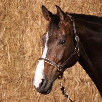 Harry's Horse Halster Leder Elegance bruin- cob