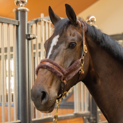 Harry's Horse Halster Leder Anatomic Furry Matt bruin- cob Foto van Harry's Horse Halster Leder Anatomic Furry Matt bruin- cob