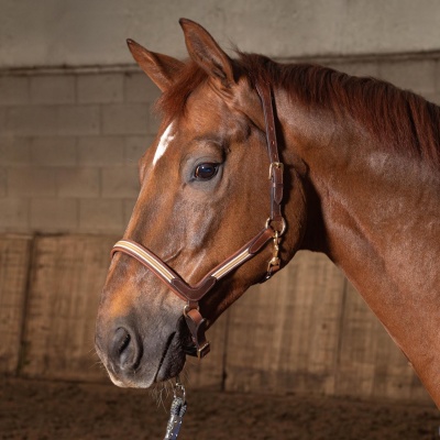 Harry's Horse Halster Leder Flash bruin- full Harry's Horse Halster Leder Flash bruin- full