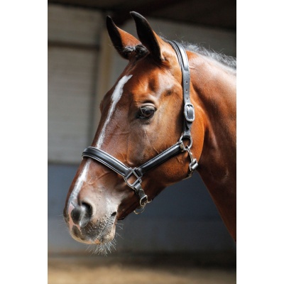 Harry's Horse Halster Leder met bies zilver- pony Foto van Harry's Horse Halster Leder met bies zilver- pony