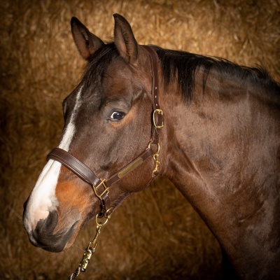 Harry's Horse Halster Leder Anatomic bruin- cob