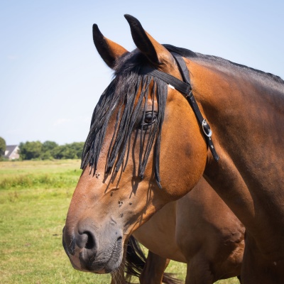 Harry's Horse Vliegenfrontriem Comfort+ zwart- cob Harry's Horse Vliegenfrontriem Comfort+ zwart- cob