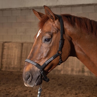 Harry's Horse Halster Leder Flash zwart- cob Harry's Horse Halster Leder Flash zwart- cob