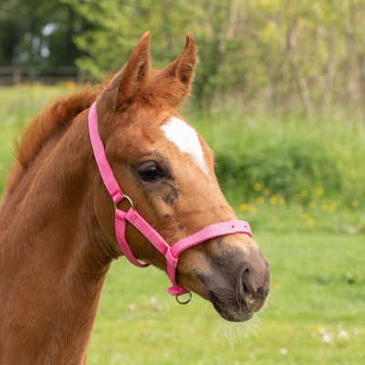 Harry's Horse Veulenhalster wit Foto van Harry's Horse Veulenhalster wit