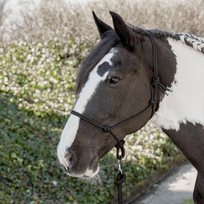 Harry's Horse Touwhalster paars- full Foto van Harry's Horse Touwhalster paars- full