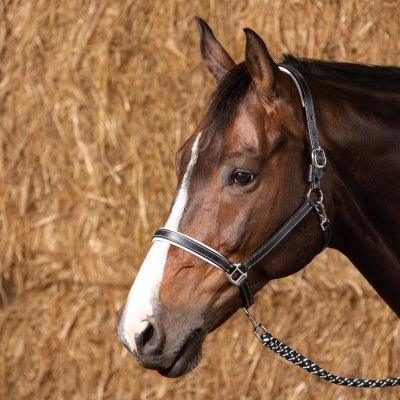 Harry's Horse Halster Leder Elegance zwart- full Harry's Horse Halster Leder Elegance zwart- full
