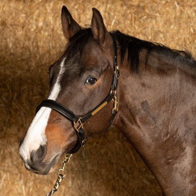 Harry's Horse Halster Leder Anatomic zwart- cob