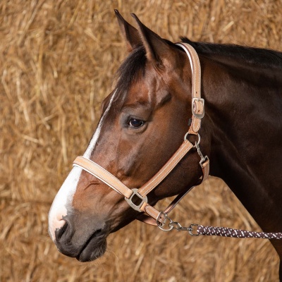 Harry's Horse Halster Leder Cremello beige- cob