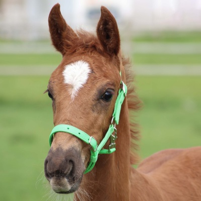 Harry's Horse Veulenhalster licht-roze Foto van Harry's Horse Veulenhalster licht-roze