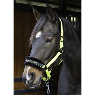 Harry's Horse Halster Lyrics Quotes lime- cob