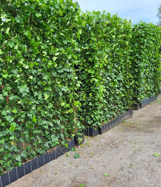 Hedera Sichtschutz / Fertighecke Hedera Hibernica 120 x 200 cm