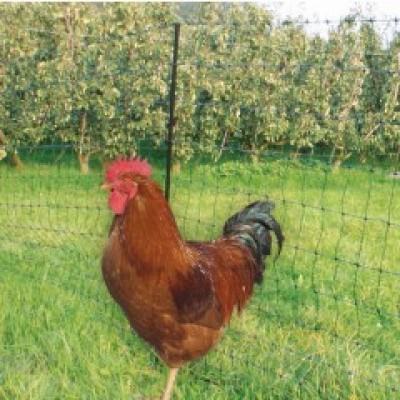 Pluimveenet 25 Meter Groen Pluimveenet 25 Meter Groen