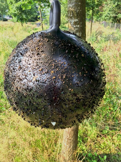 Horse fly trap ball