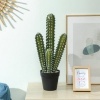 Afbeelding van Homcom Kunstplant van Kunststof - 13L x 13B x 53H cm - Groen