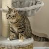 Afbeelding van PawHut Kratzboom 115,5 cm met kattenhuis, hangmat, speelbal en jute paal, lichtgrijs