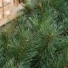 Afbeelding van HOMCOM Kunststof en Metaal Kerstslinger 180x30x30 cm Groen