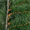Afbeelding van HOMCOM Kunststof en Metaal Kerstslinger 180x30x30 cm Groen