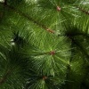 Afbeelding van HOMCOM Kerstboom PET, Metaal Ø90 x 210H cm Groen