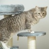 Afbeelding van PawHut kattenboom klimboom grijs Ø 40 x h 65 cm