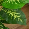 Afbeelding van HOMCOM - Kunstplant - PEVA - 17x17x95 cm - Groen