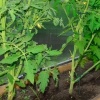 Afbeelding van Set van 6 plantensteunen met ring - 60 cm - inclusief plantenbinders - groen