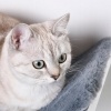 Afbeelding van PawHut Kattenbed met wandplank en pluchen bekleding, bruin MDF