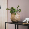 Bild von Kunstwald Ficus -10x20x60cm