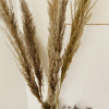 Afbeelding van Pampasgras Gedroogd Naturel - 5 stuks 75cm