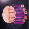 Afbeelding van XTC Japan – Brain Hacker DX Masturbator – Peach