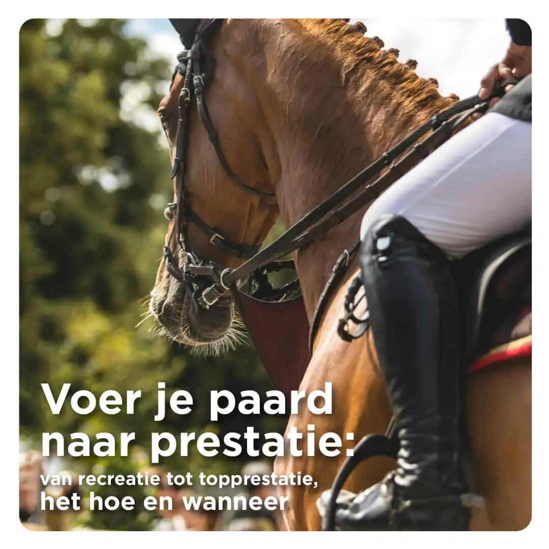 Voer je paard naar prestatie: van recreatie tot topprestatie