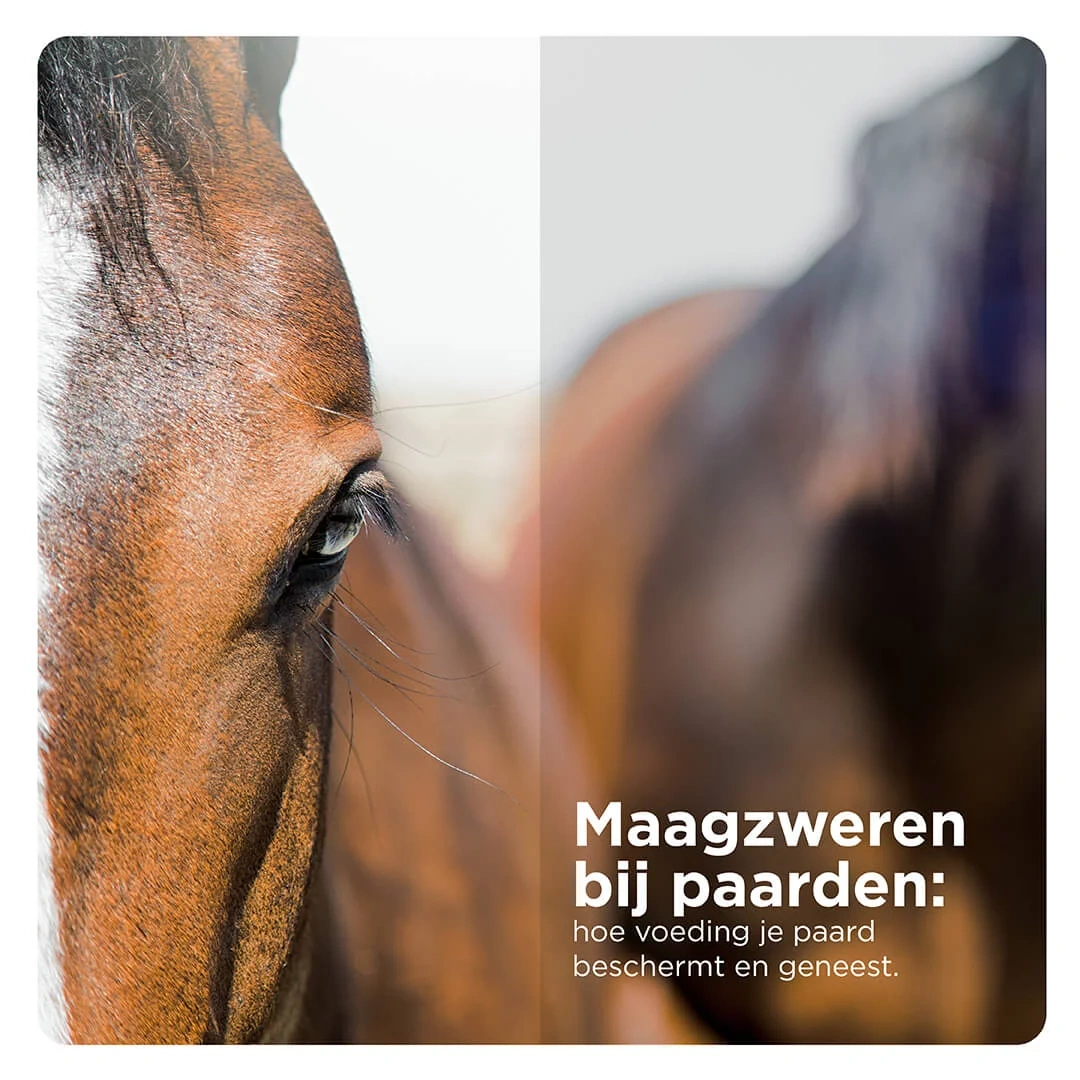 Maagzweren bij paarden: hoe zit dat nou?