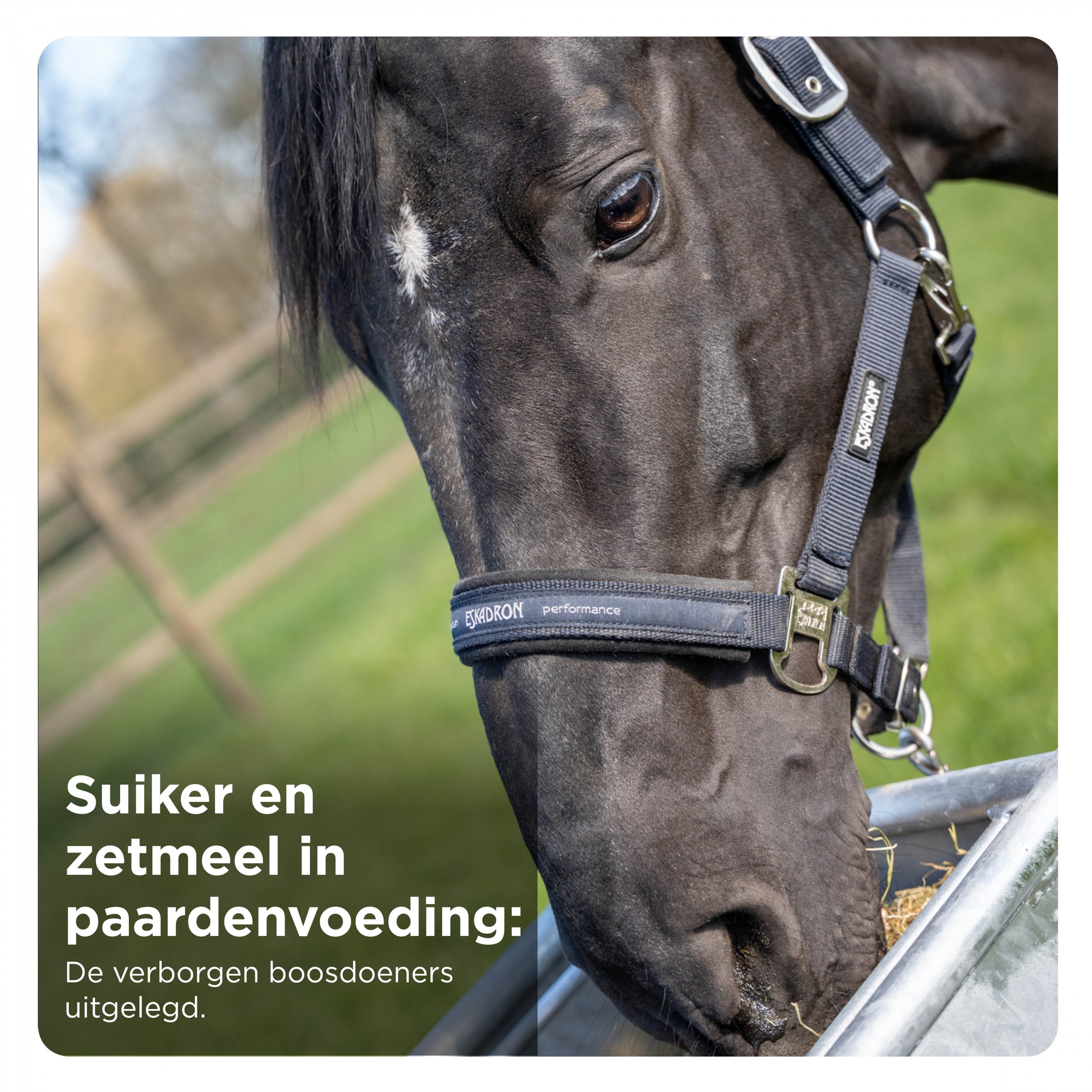 Suiker en zetmeel in paardenvoeding: de verborgen boosdoeners uitgelegd