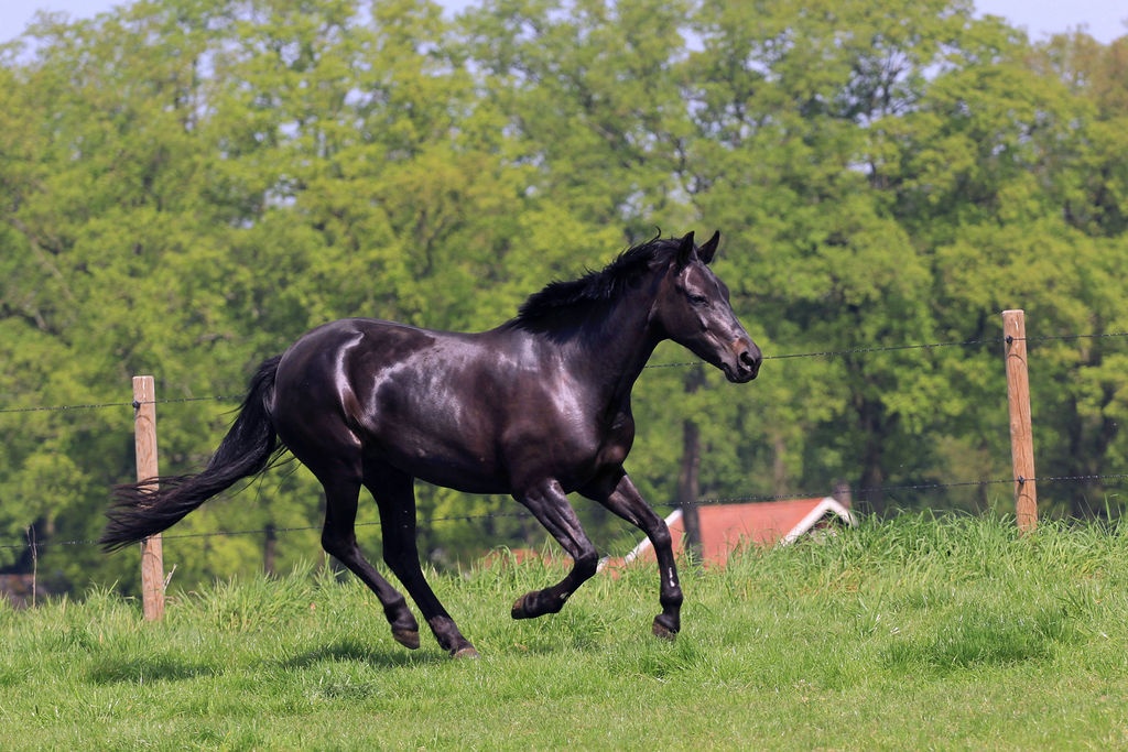 Cheval au galop