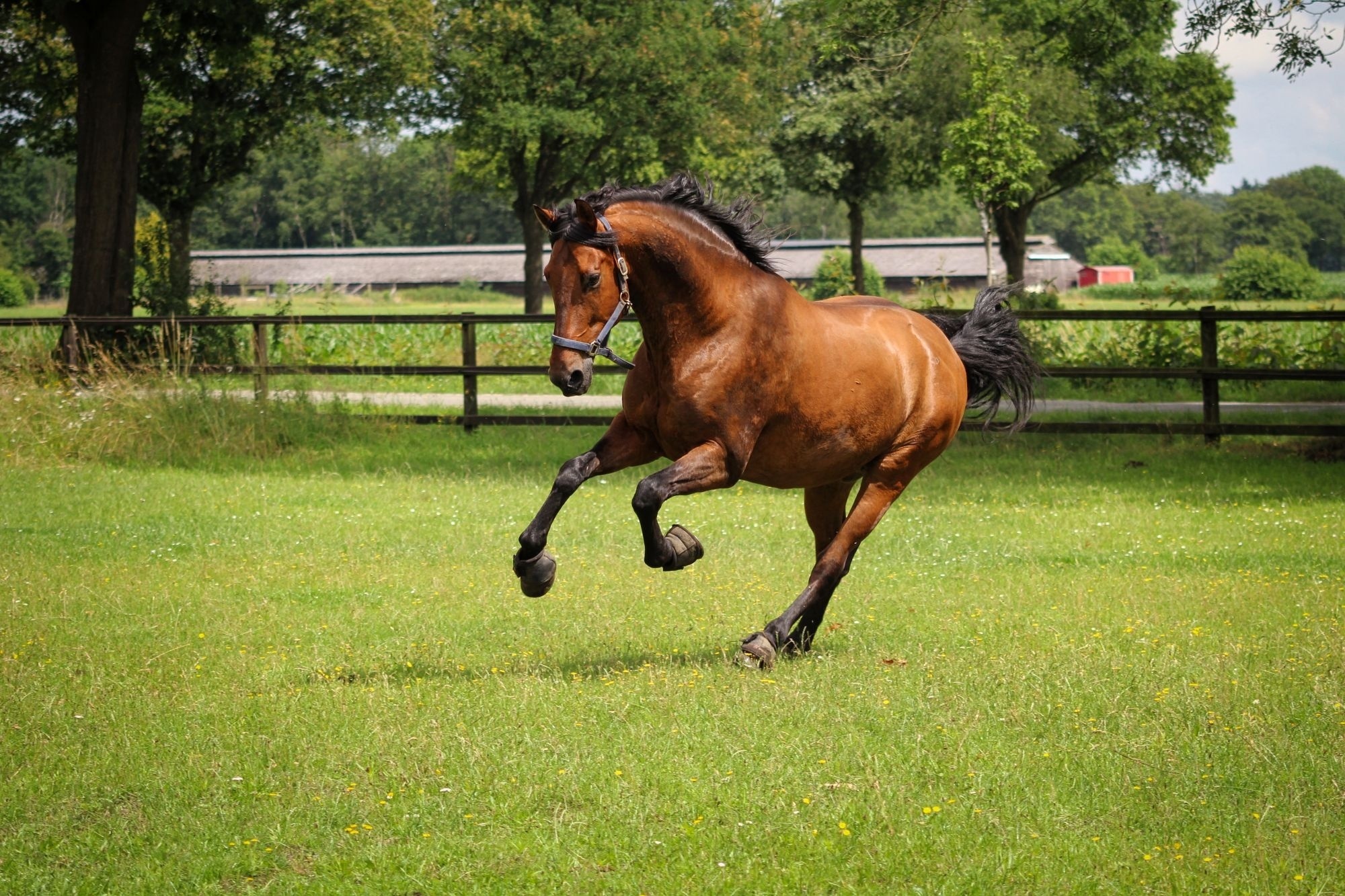 Paard in de wei